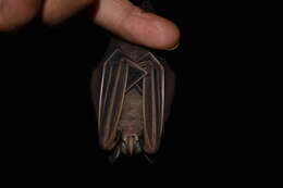 Image of Heller's Broad-nosed Bat