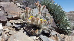 Image of Cylindropuntia ganderi subsp. ganderi