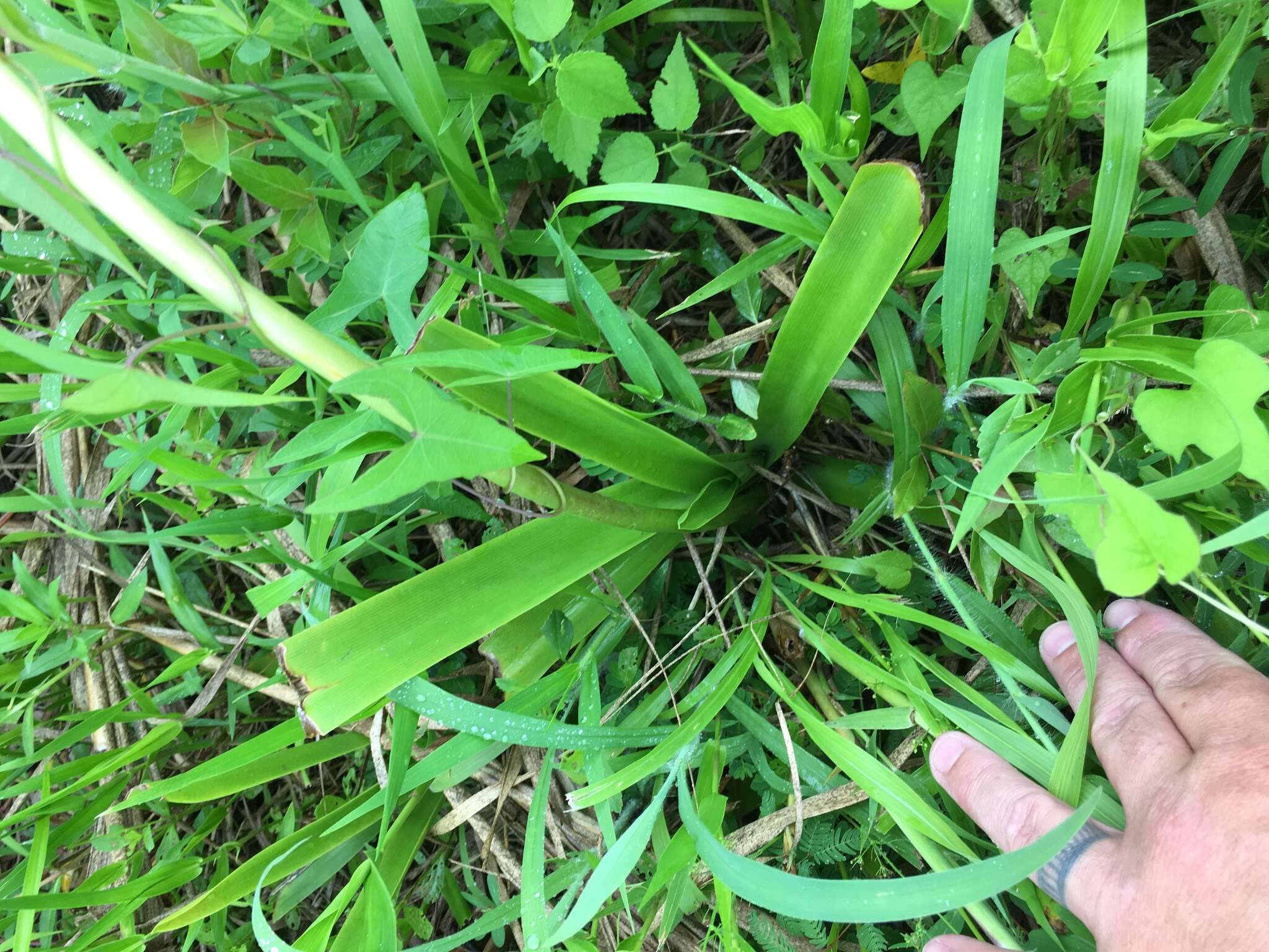 Image de Crinum americanum L.