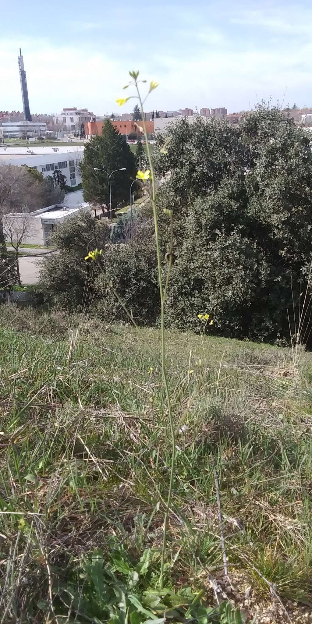 Sivun Brassica barrelieri (L.) Janka kuva