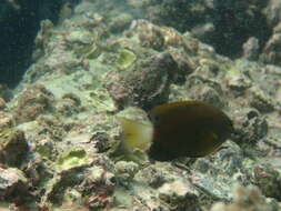 Image of White-tail damsel