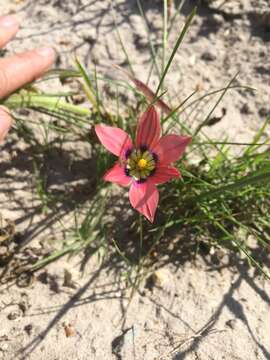 Image of Romulea obscura var. subtestacea M. P. de Vos