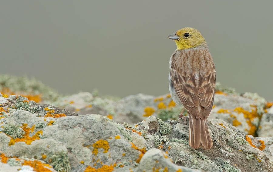 Image of Cinereous Bunting