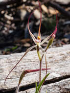 Image of Daddy-long-legs