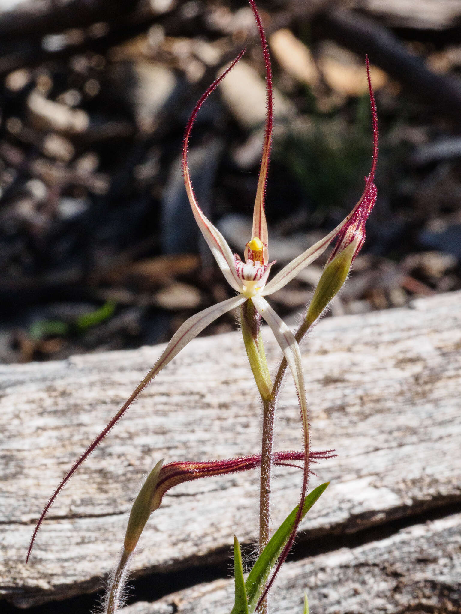 Image of Daddy-long-legs