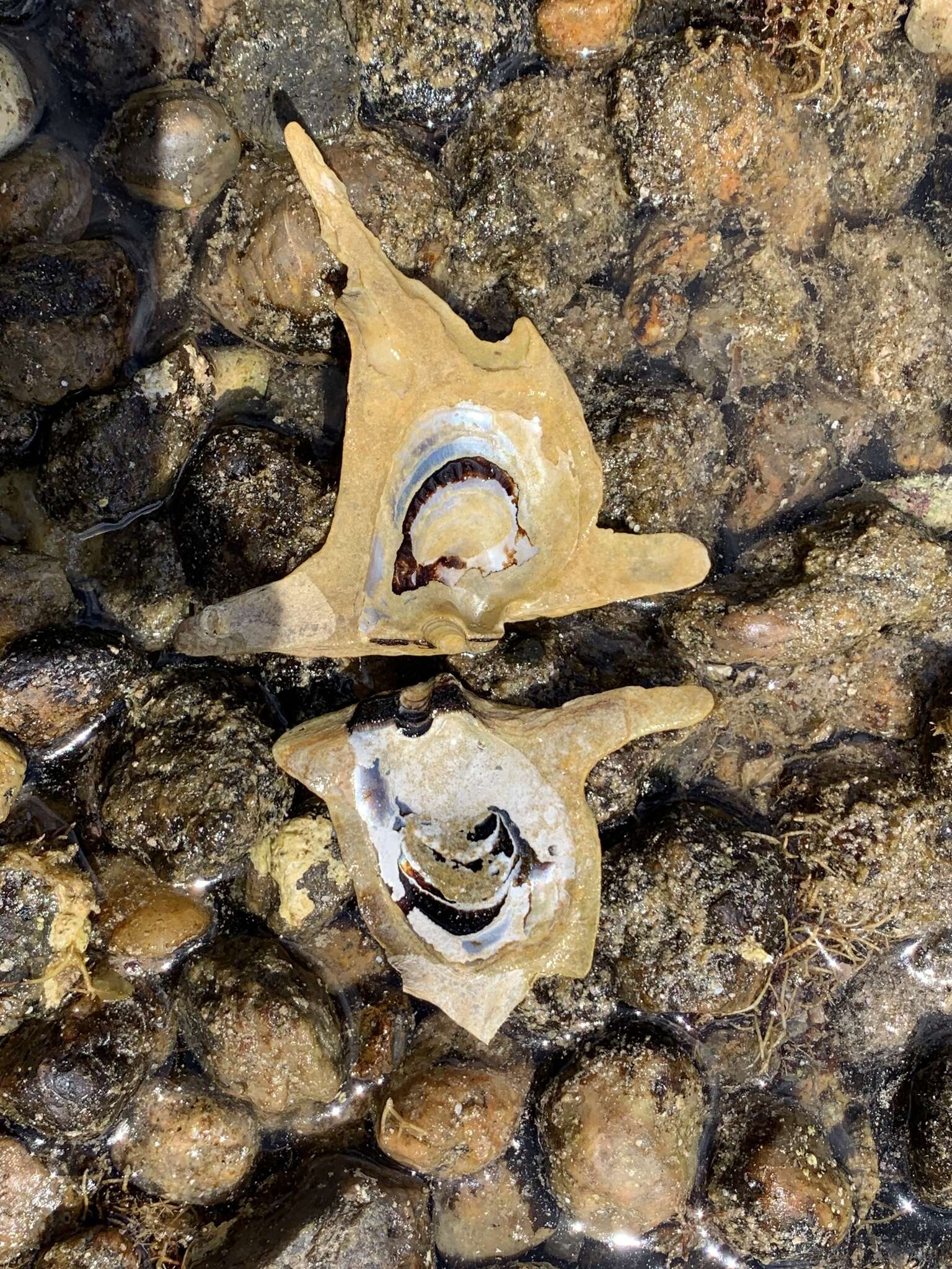 Image of Malleus meridianus Cotton 1930