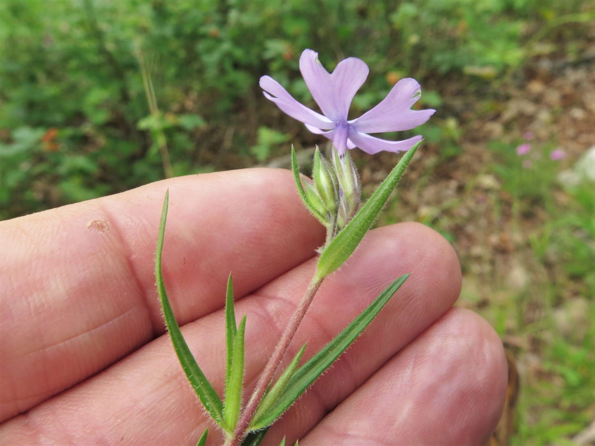 Image of cleft phlox