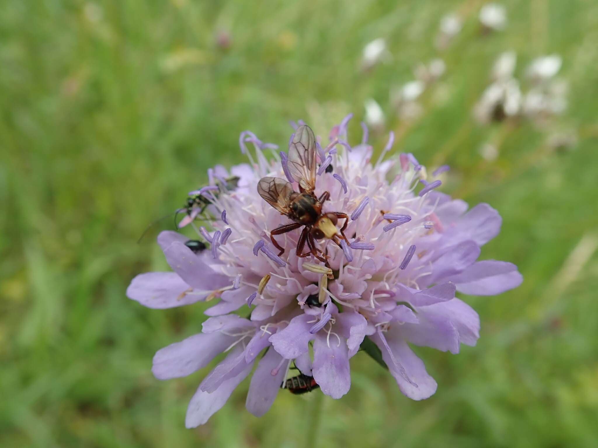 Image of Sicus ferrugineus (Linnaeus 1761)