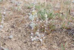 Image of Artemisia lagopus Fisch. ex Bess.