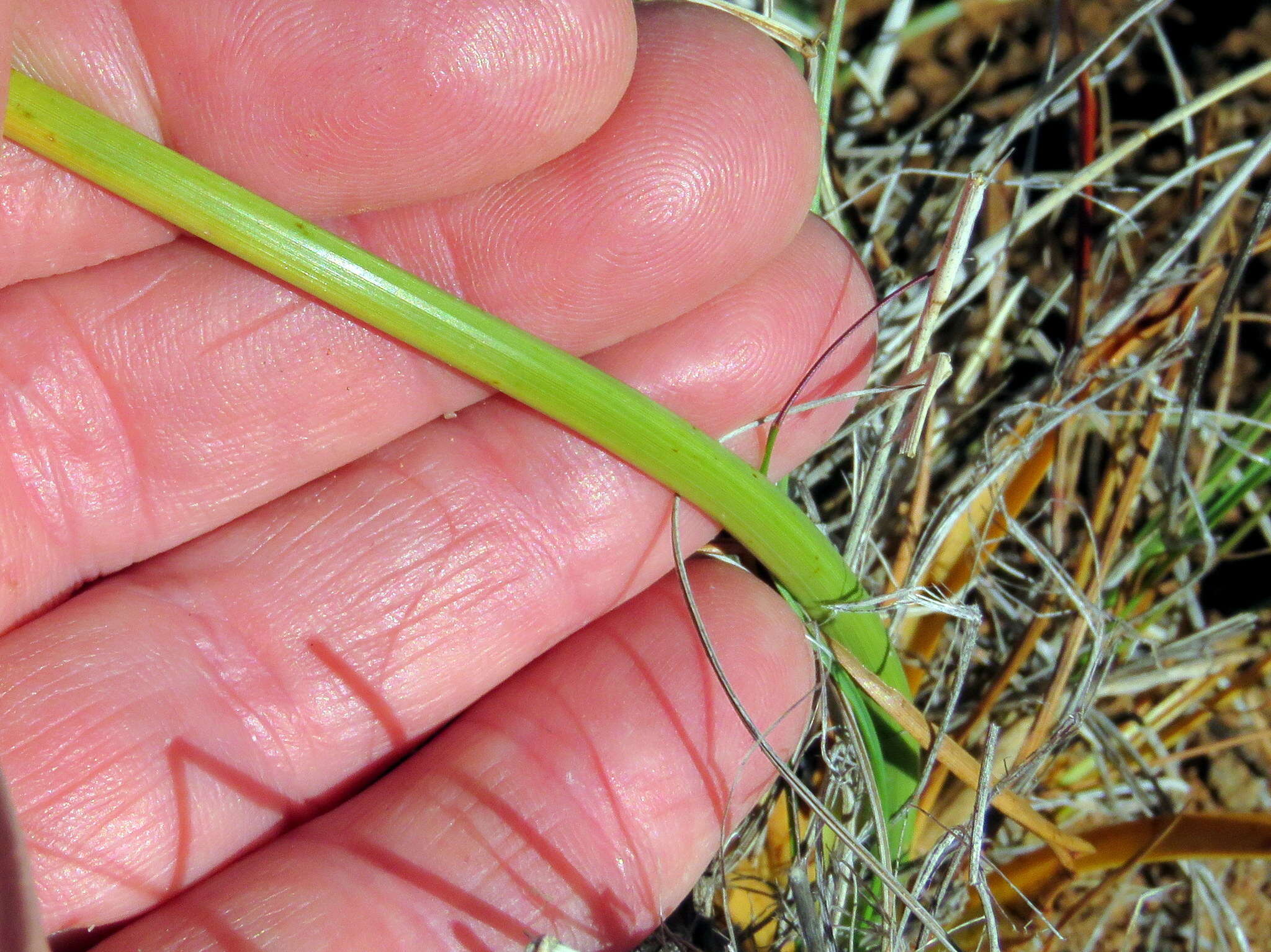 Image of Cyperus usitatus Burch.