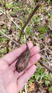 Image of eastern sweetshrub