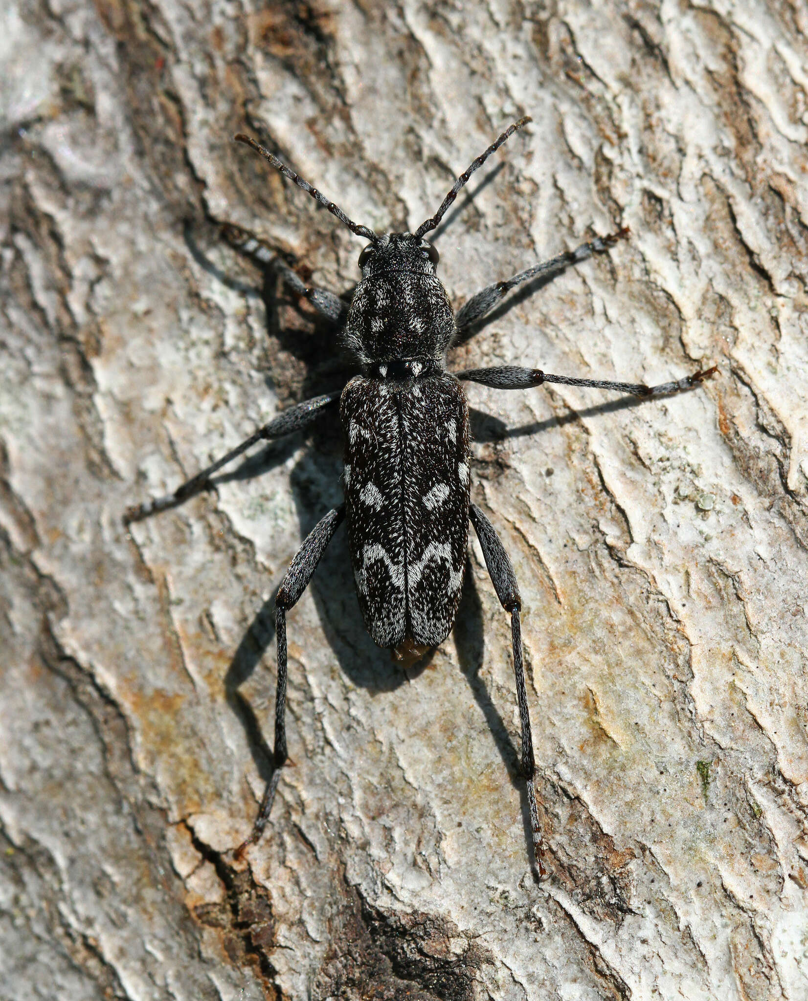 Sivun Xylotrechus (Rusticoclytus) rusticus (Linné 1758) kuva