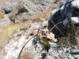 Image of Aloe compressa H. Perrier