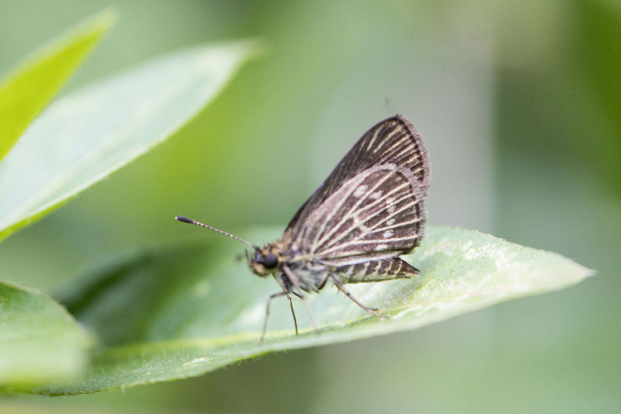 Imagem de Callimormus interpunctata Plötz 1884