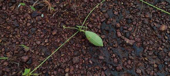 Image of Trichosanthes cochinchinensis (Lour.) M. Roem.