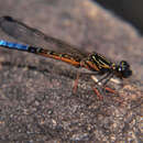 Image of Platycypha pinheyi Fraser 1950