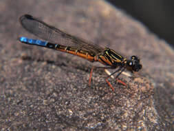 Image of Tanganyika Jewel