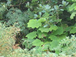 Image of velvet groundsel