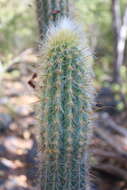 Plancia ëd Pilosocereus purpusii (Britton & Rose) Byles & G. D. Rowley