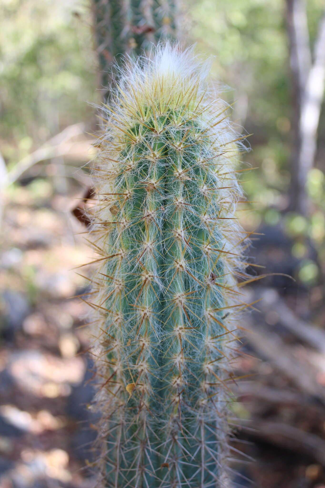 Plancia ëd Pilosocereus purpusii (Britton & Rose) Byles & G. D. Rowley