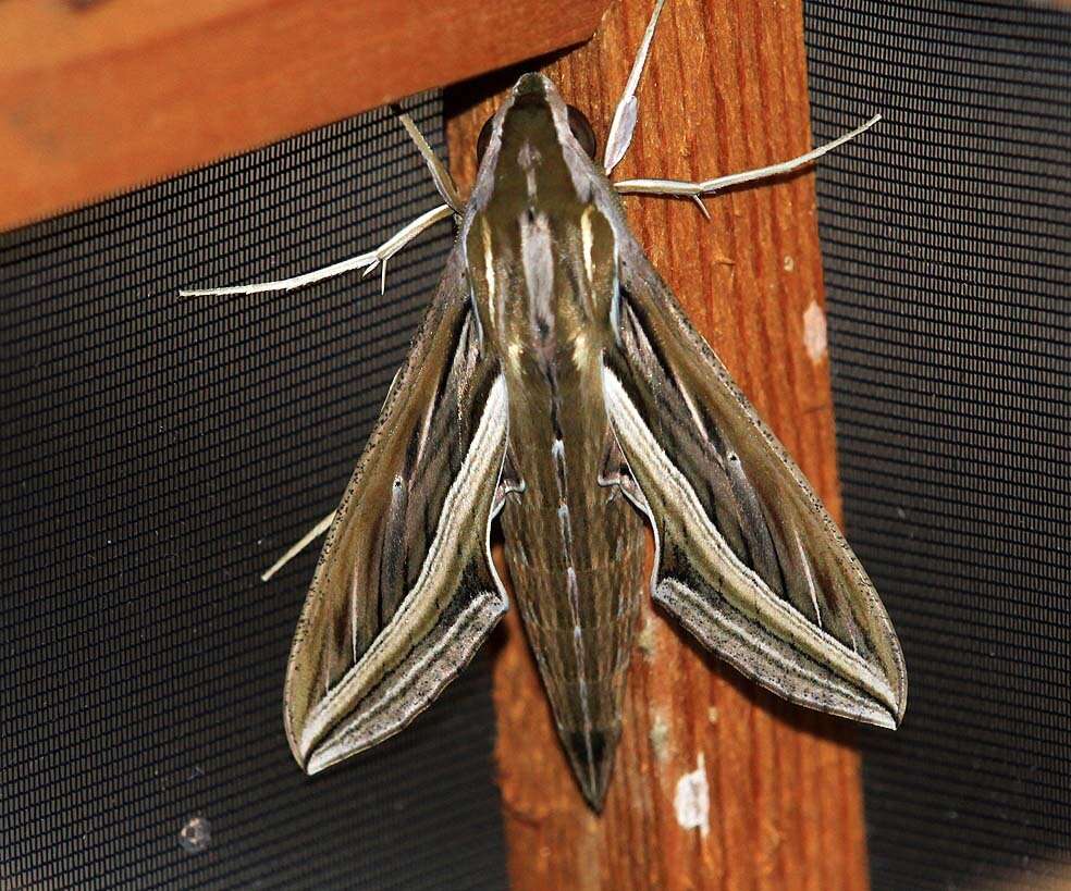 Image of Vine Hawk-Moth