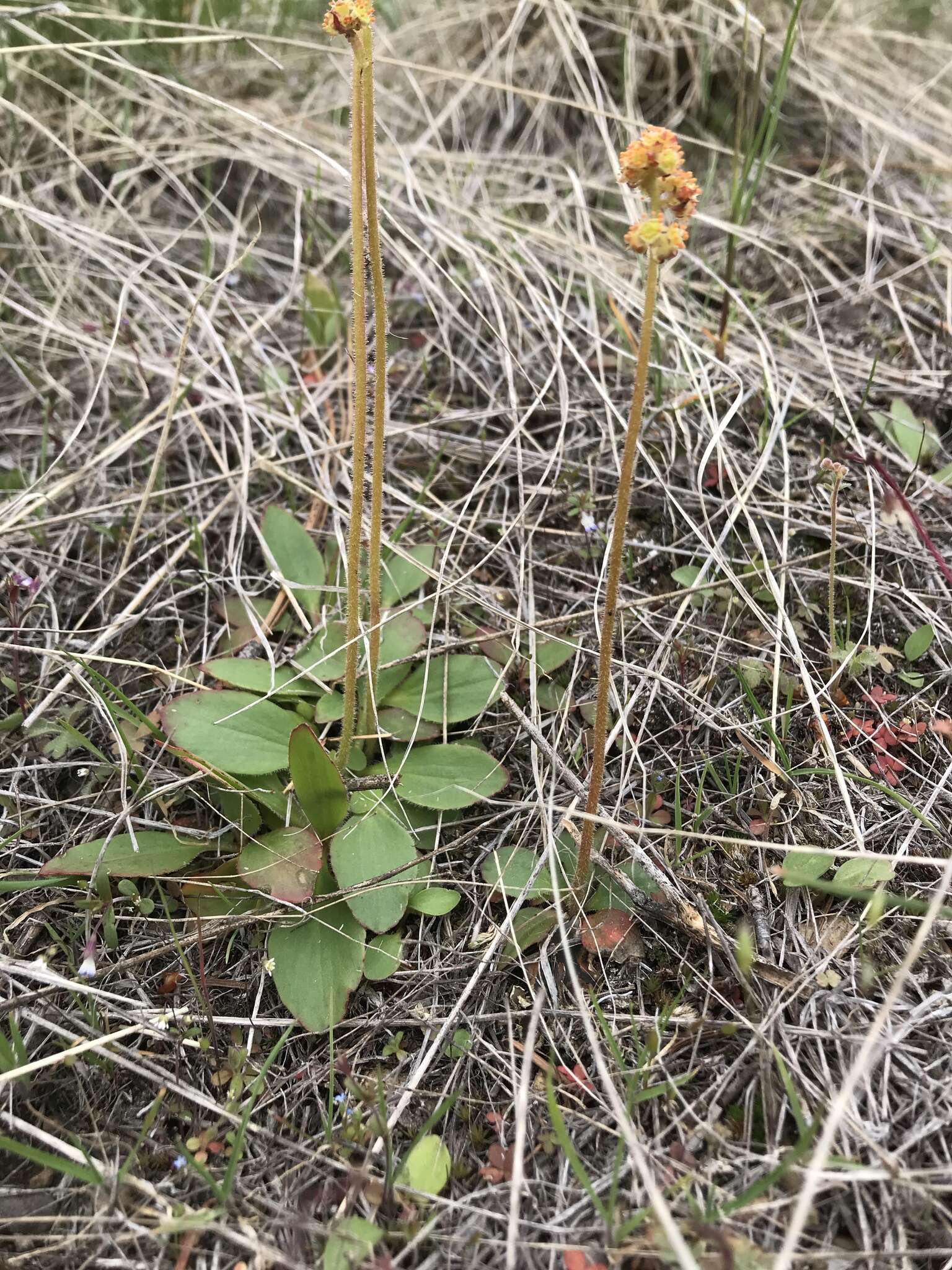 Plancia ëd Micranthes nidifica (Greene) Small