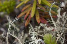 Image of witch's hair lichen