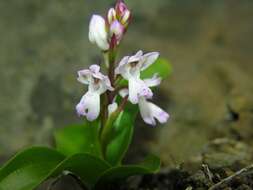 Orchis patens subsp. canariensis (Lindl.) Asch. & Graebn. resmi