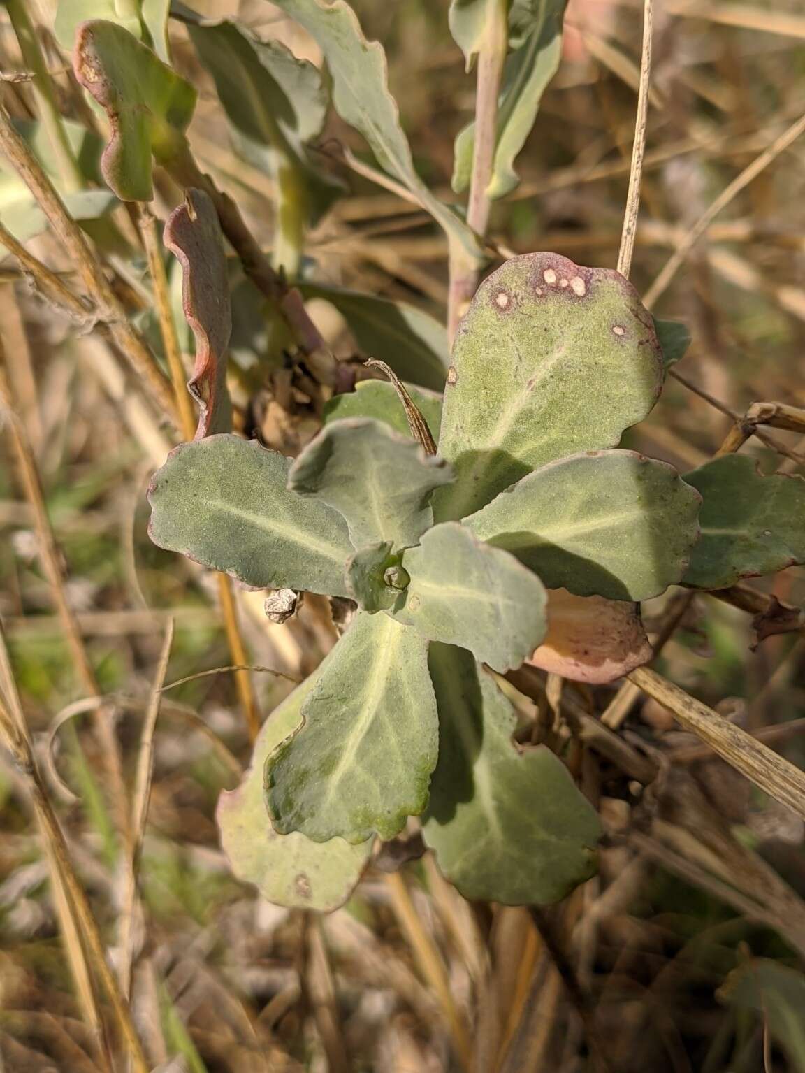 Imagem de Moricandia moricandioides (Boiss.) Heywood