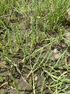 Image of Perennial Glasswort