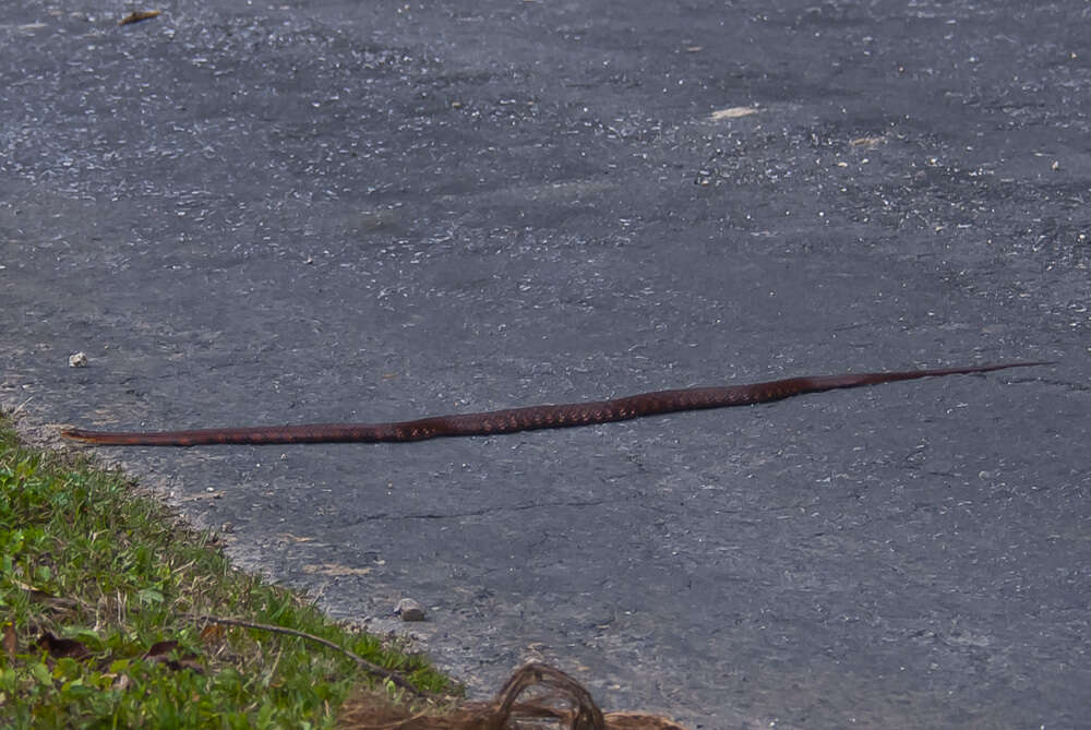 Image of Big-eyed mountain keelback