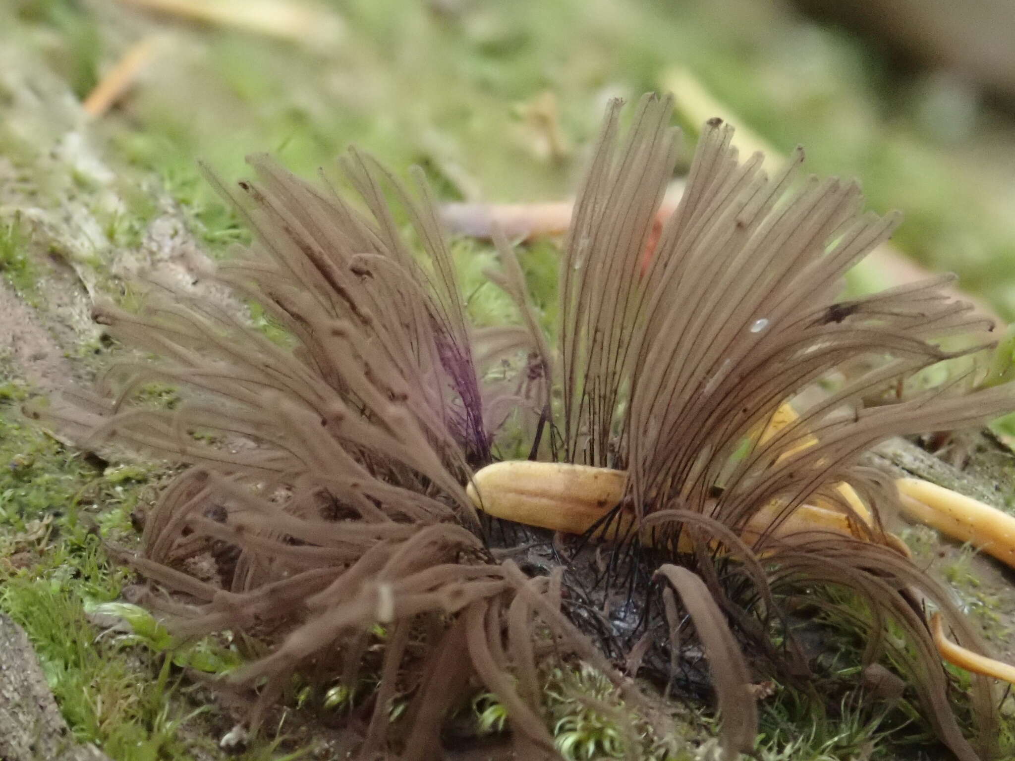 Image of Stemonitis flavogenita