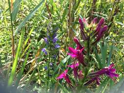 صورة Lobelia speciosa Sweet