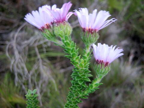 Image of Felicia echinata (Thunb.) Nees