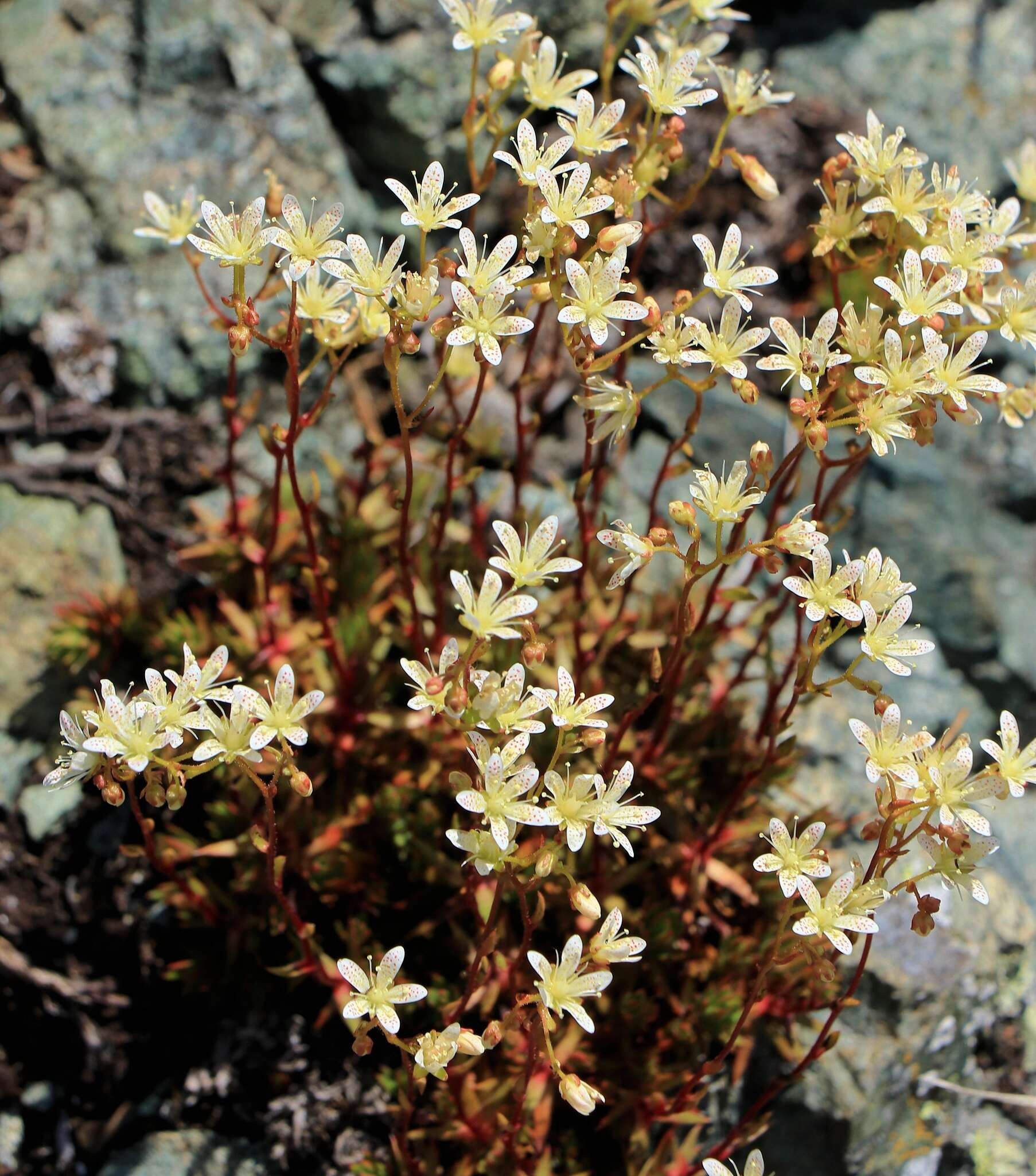 Image of yellowdot saxifrage