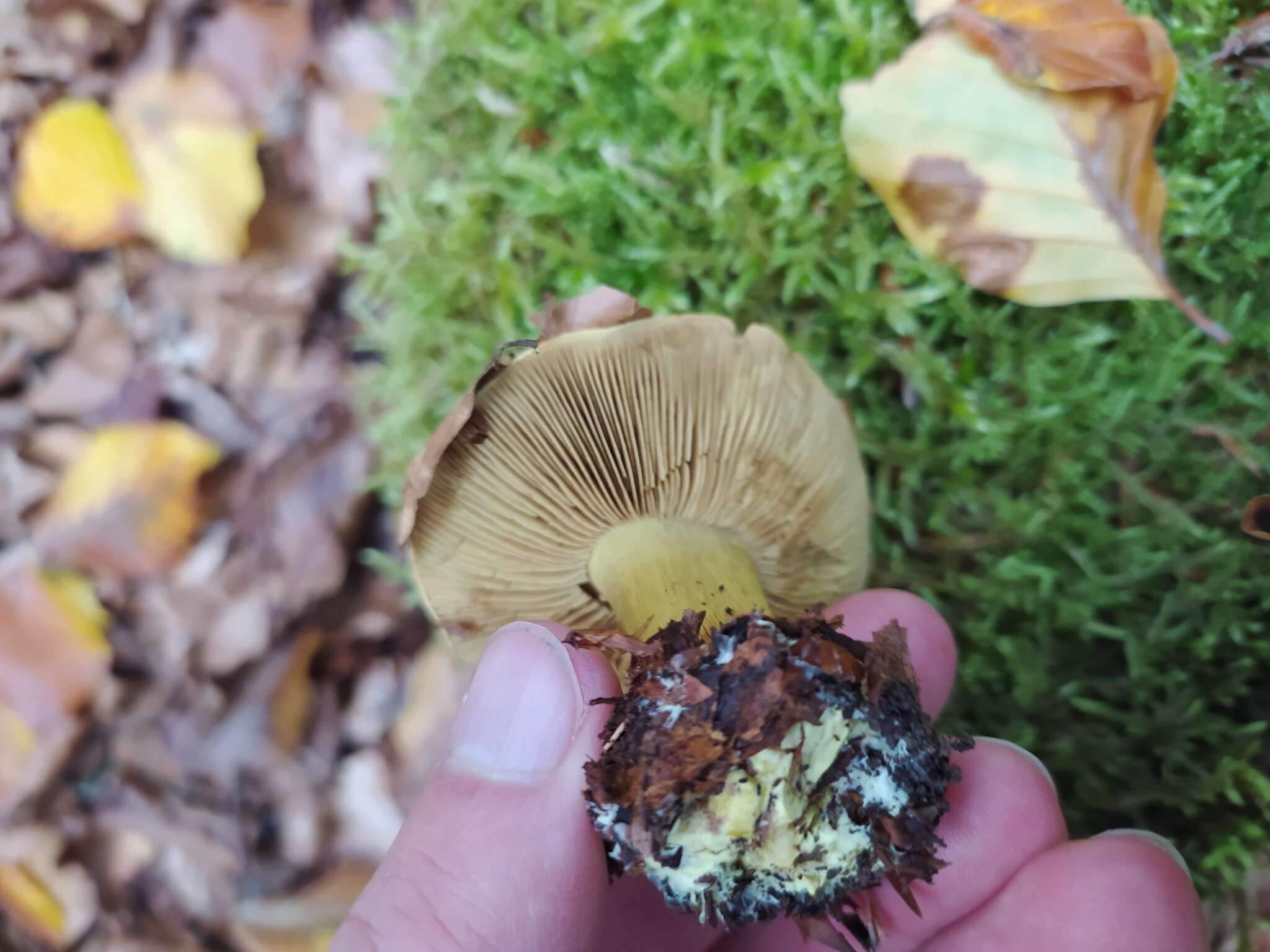 Image of Cortinarius citrinus J. E. Lange ex P. D. Orton 1960