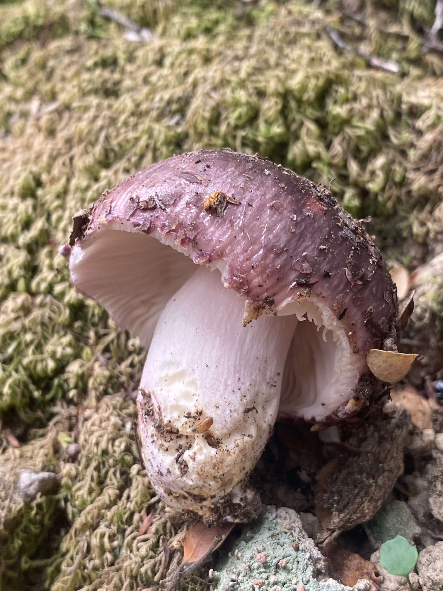 Image of Russula griseoviridis McNabb 1973