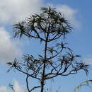 Image of Pandanus montanus Bory