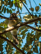 Image of Crescent-chested Puffbird