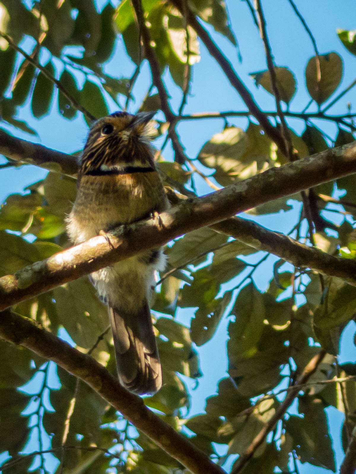 Image of Crescent-chested Puffbird