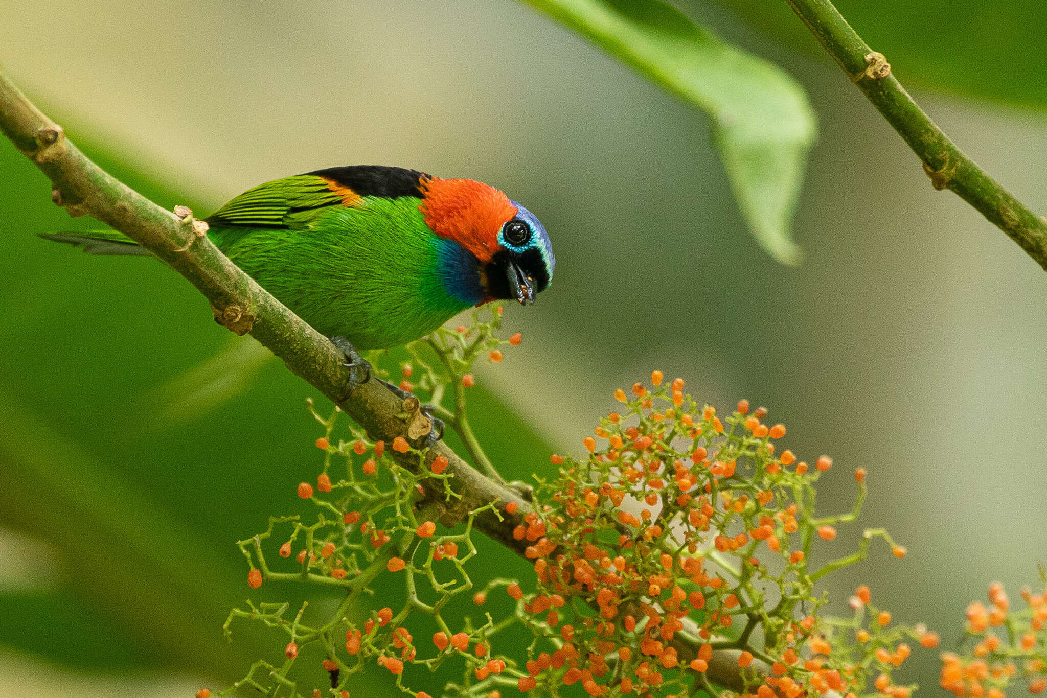 Image of Red-necked Tanager