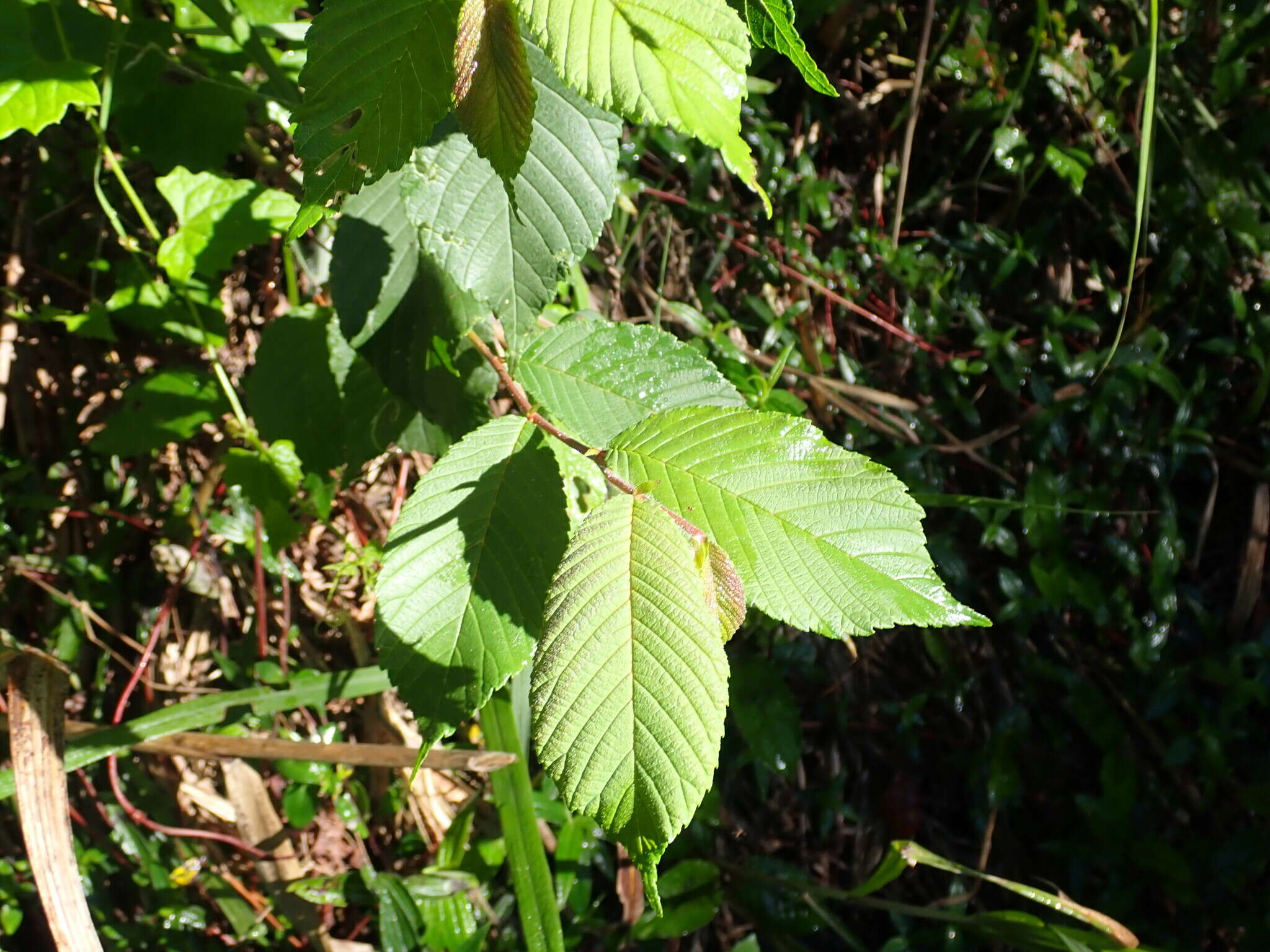 Image of Ulmus uyematsui Hayata