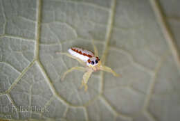 Image of Jumping spider