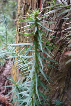 Image of Cunninghamia