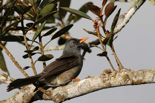 Image of Madagascar Black Bulbul