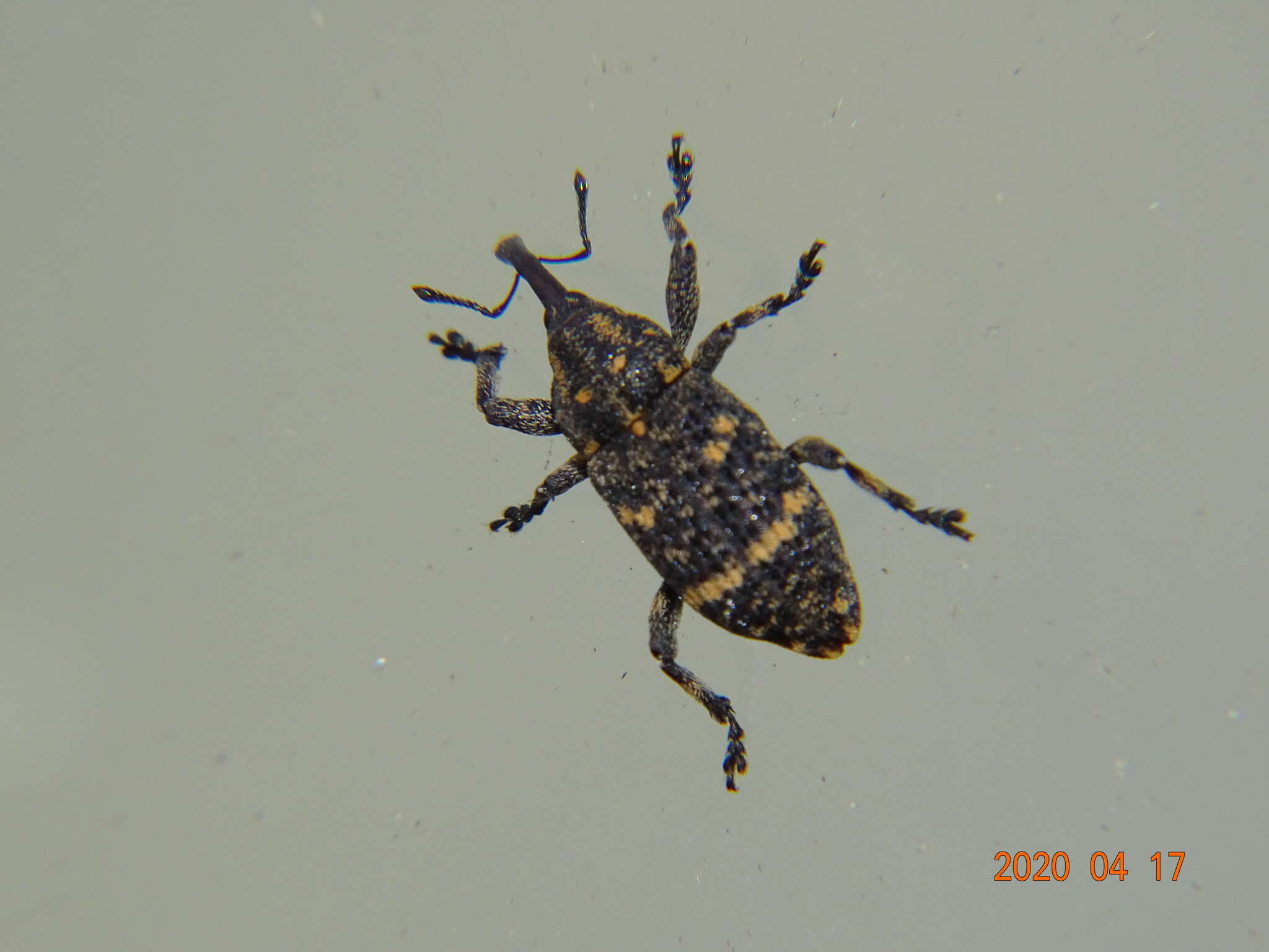 Image of Pissodes weevil