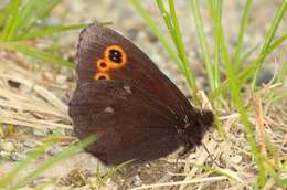 Image of Lapland Ringlet