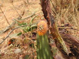 Image of Uromyces aloes (Cooke) Magnus 1892