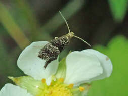 صورة Tinagma perdicella Zeller 1839