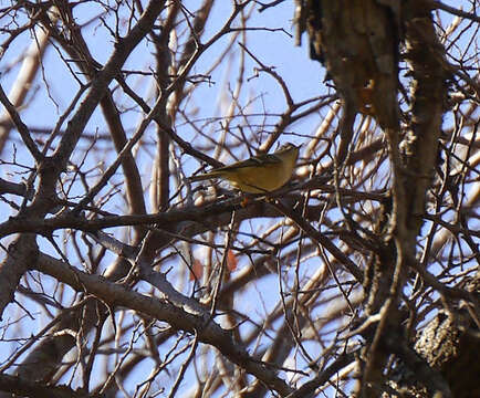 Image of Ruby-crowned Kinglet